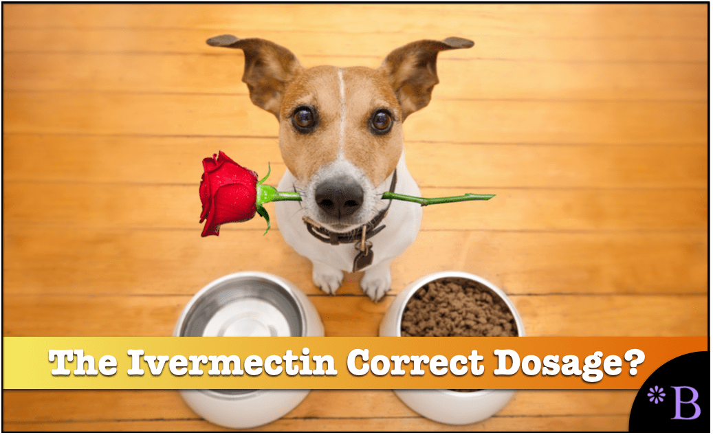 What is the Correct Ivermectin Dosage to Treat Cancer in Dogs and Cats ...